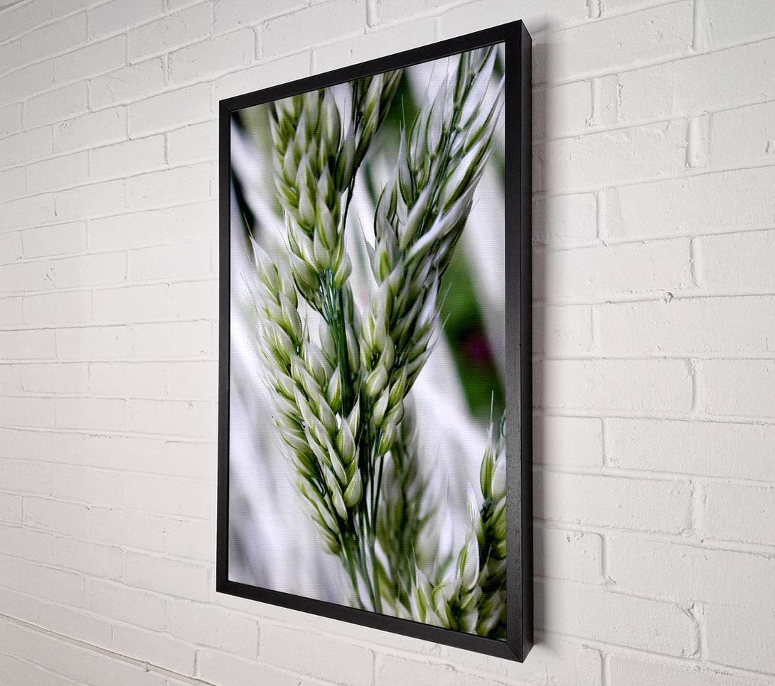  A Canvas Print of Soft Winters Barley Canvas Print