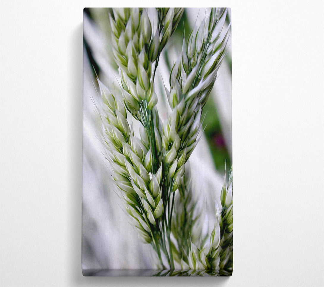  A Canvas Print of Soft Winters Barley Canvas Print