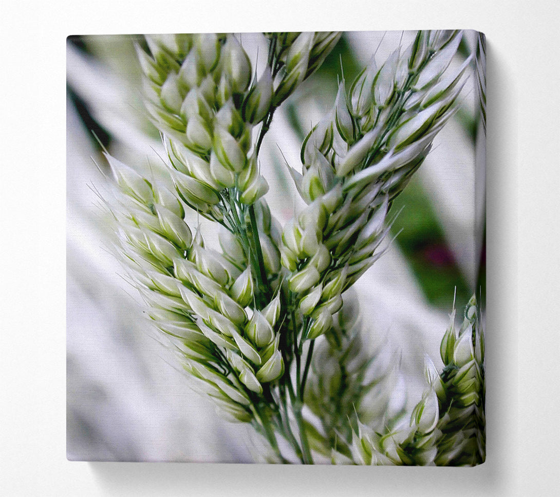  A Canvas Print of Soft Winters Barley Canvas Print