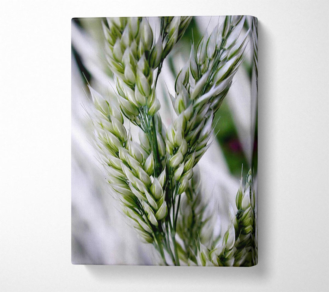  A Canvas Print of Soft Winters Barley Canvas Print