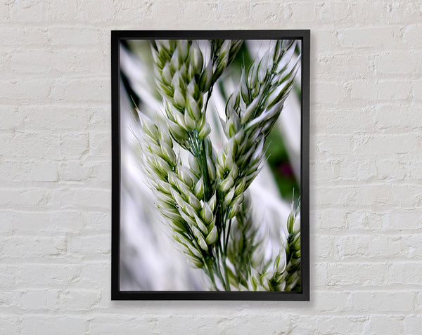 Soft Winters Barley Framed Print