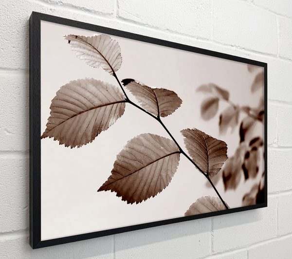 Cocoa Leaves