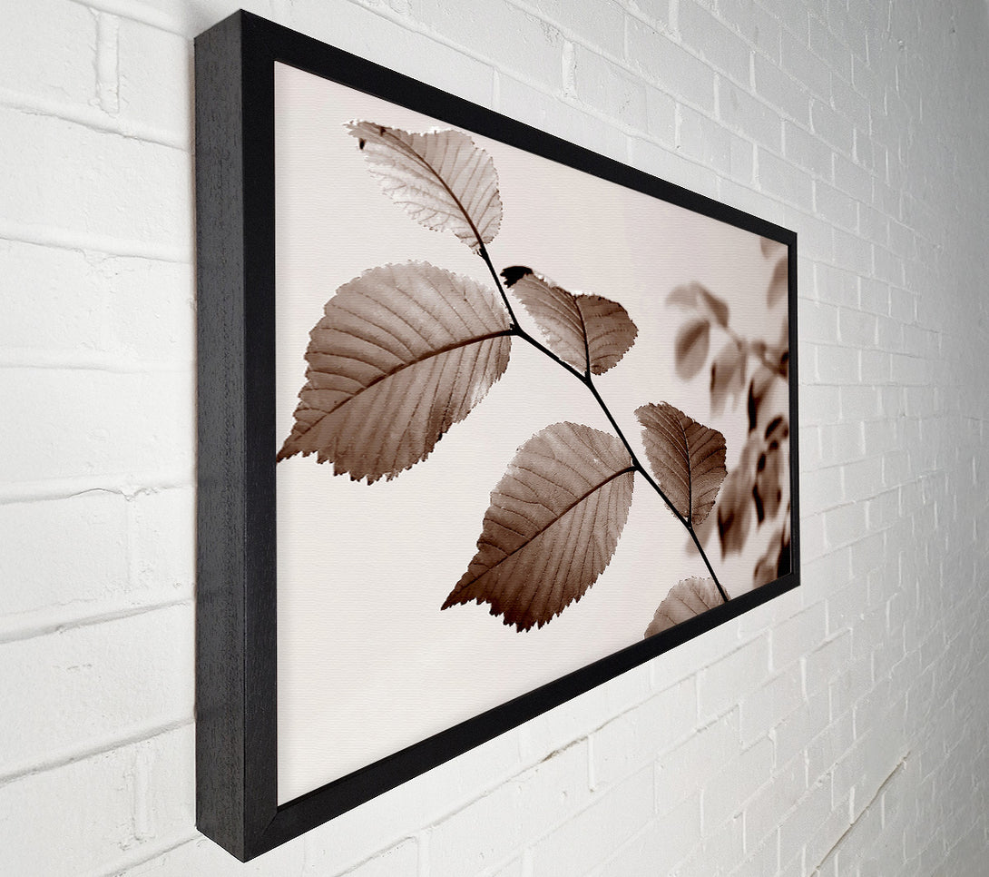  A Canvas Print of Cocoa Leaves Canvas Art