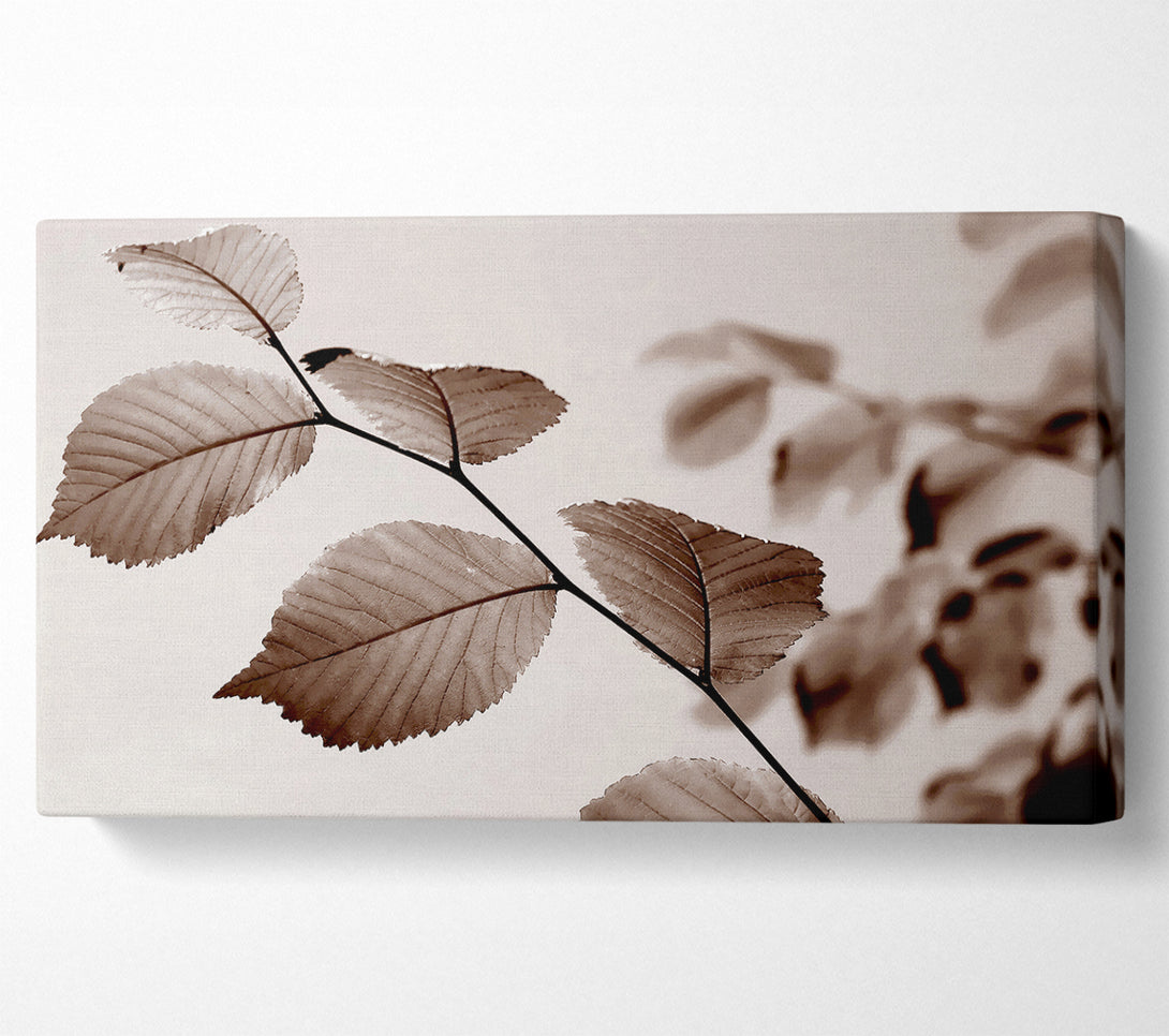  A Canvas Print of Cocoa Leaves Canvas Art