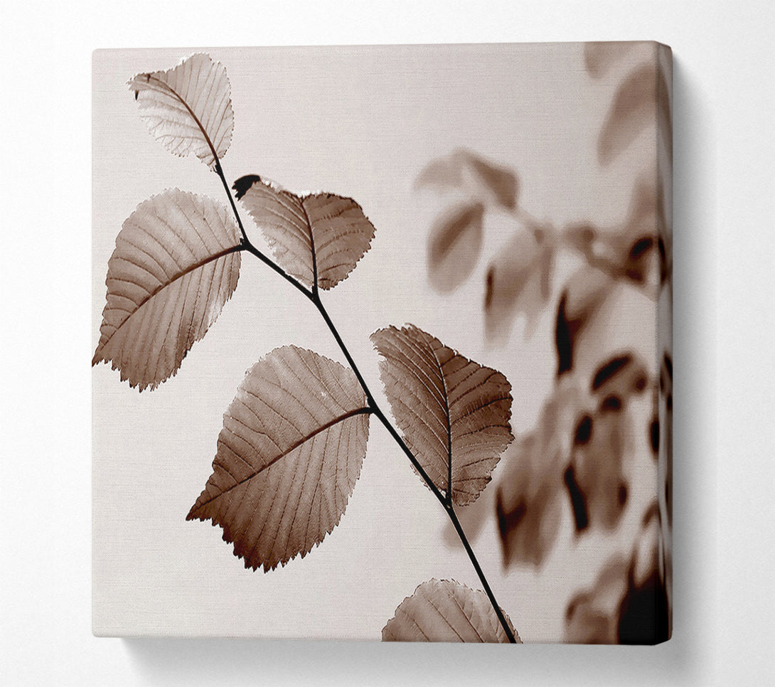  A Canvas Print of Cocoa Leaves Canvas Art