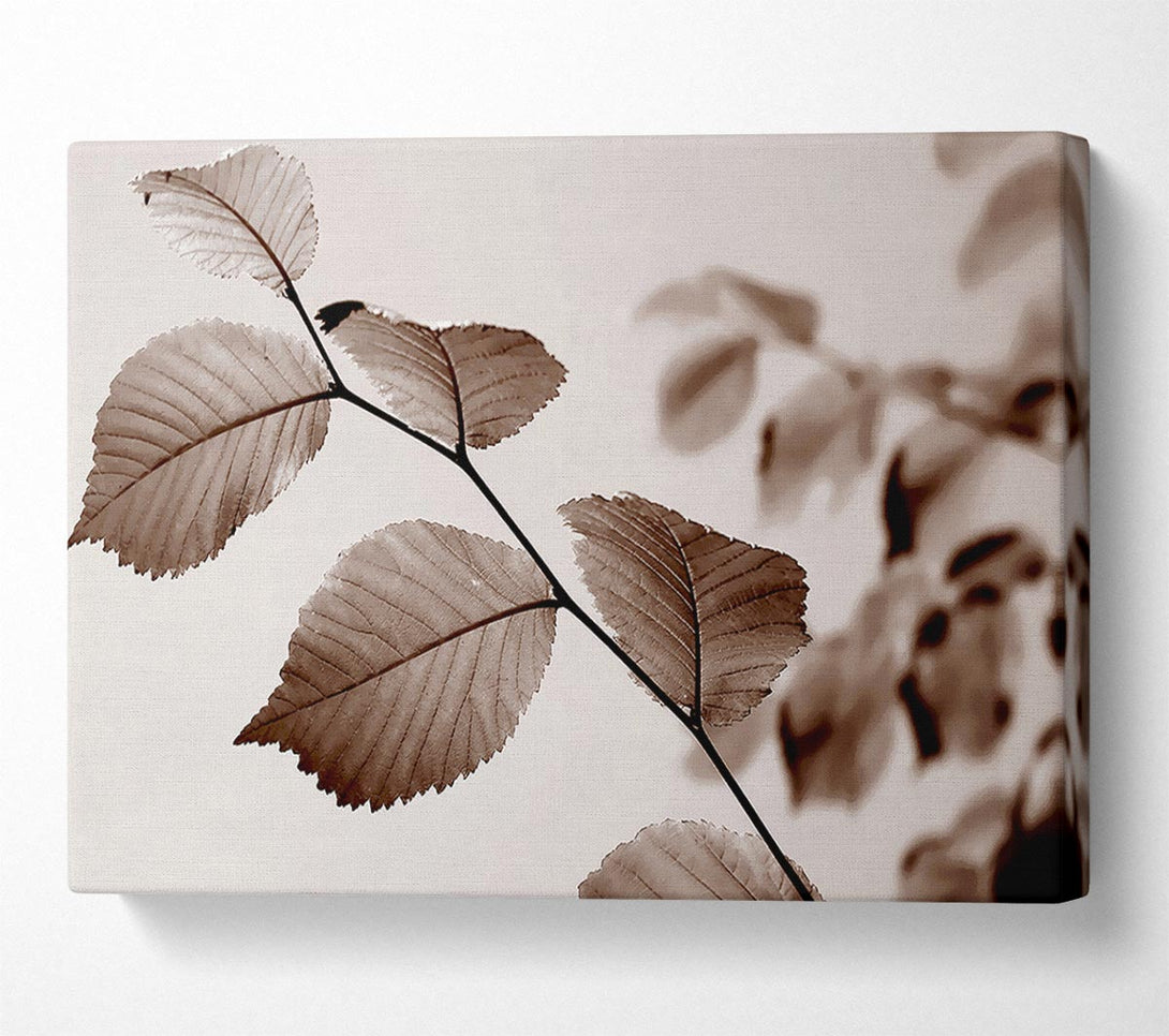  A Canvas Print of Cocoa Leaves Canvas Art