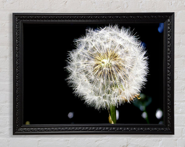 Dandelion Dream Framed Print