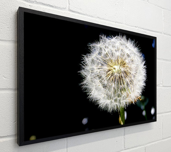 Dandelion Dream