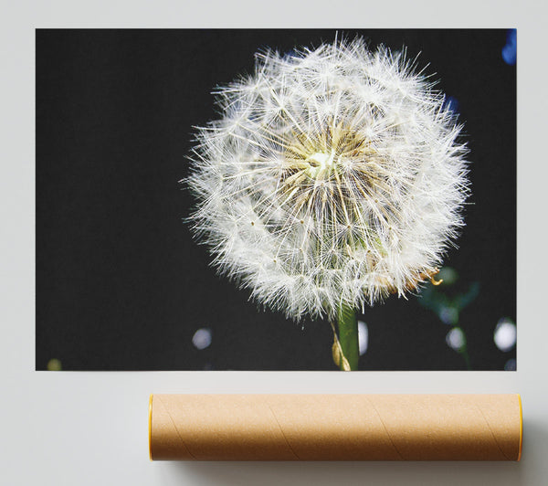 Dandelion Dream Poster