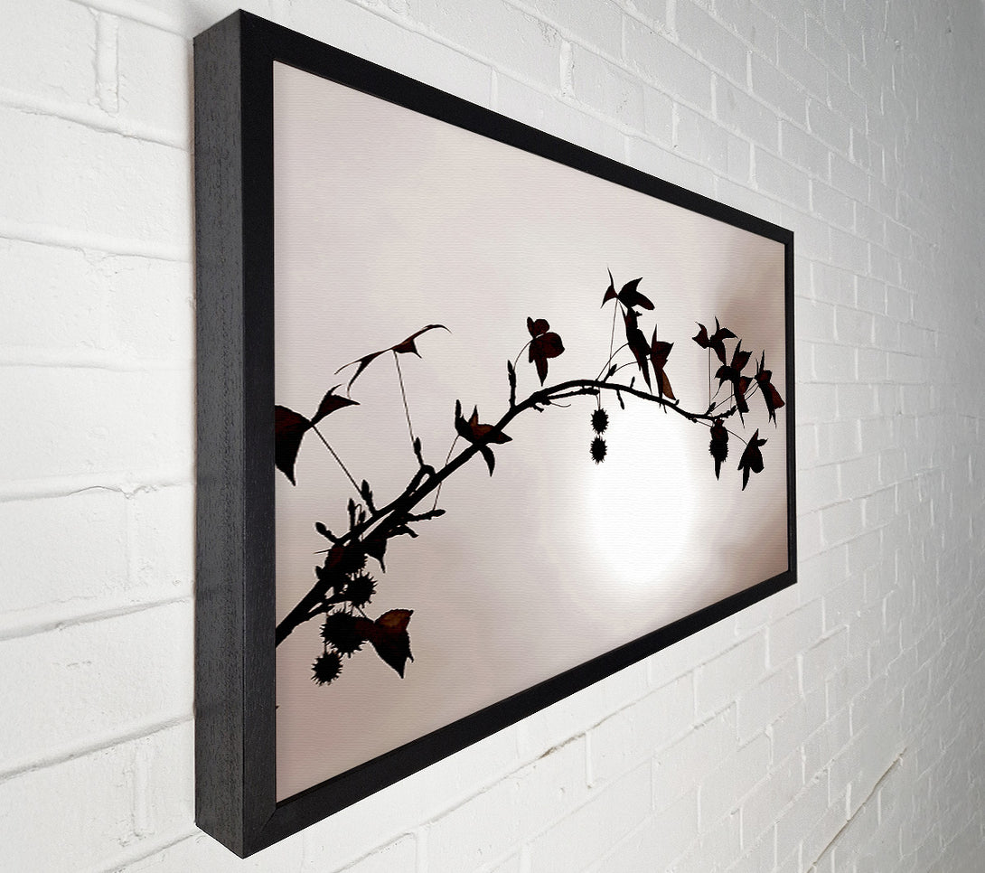  A Canvas Print of Cocoa Leaves n Berries In Sunlight Canvas Wall Art