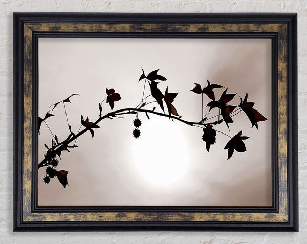 Cocoa Leaves n Berries In Sunlight Framed Print