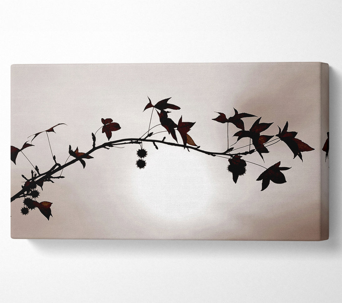  A Canvas Print of Cocoa Leaves n Berries In Sunlight Canvas Wall Art