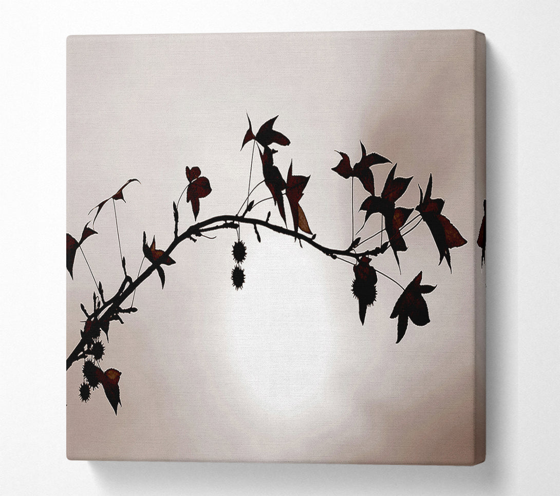  A Canvas Print of Cocoa Leaves n Berries In Sunlight Canvas Wall Art