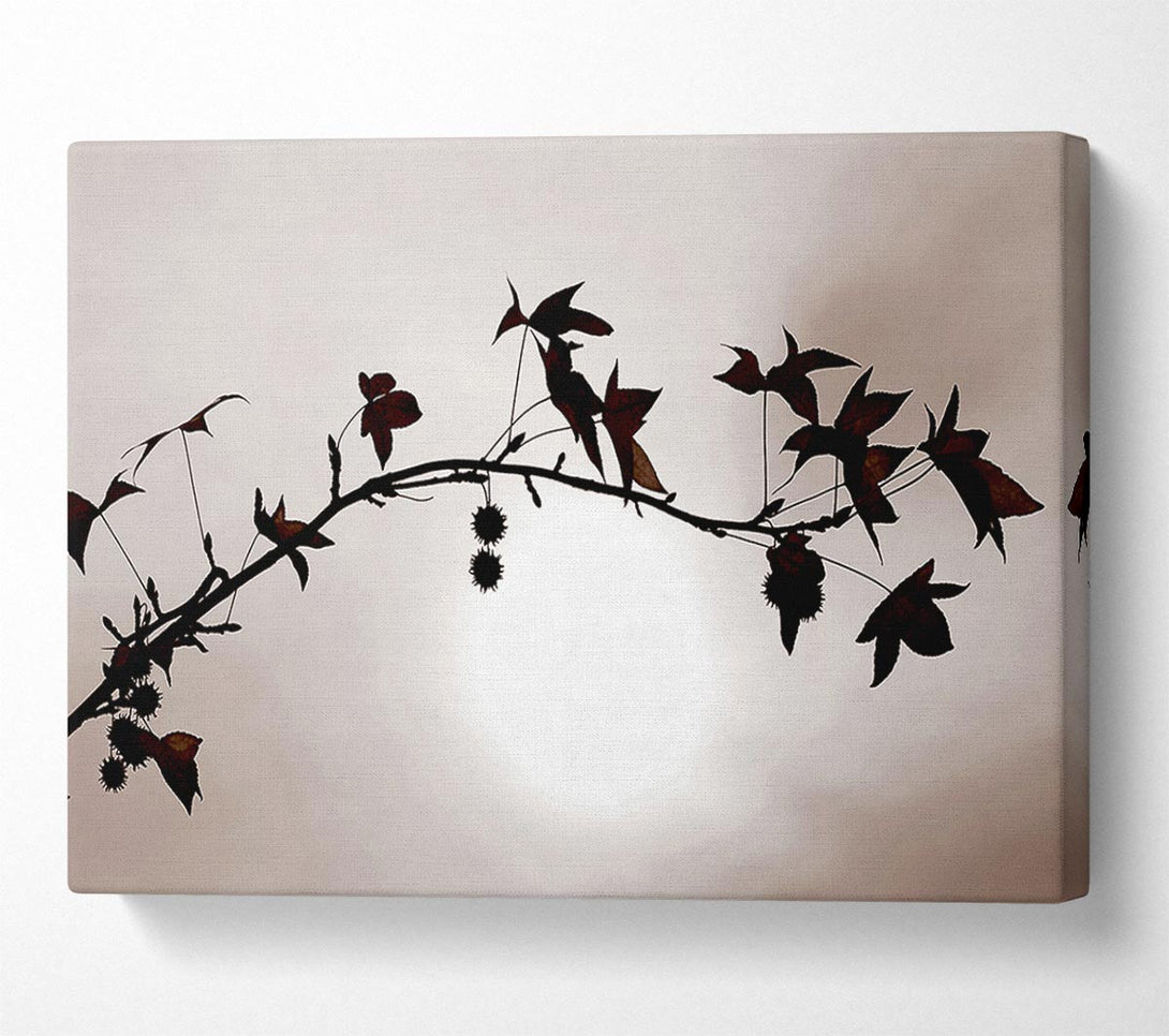  A Canvas Print of Cocoa Leaves n Berries In Sunlight Canvas Wall Art