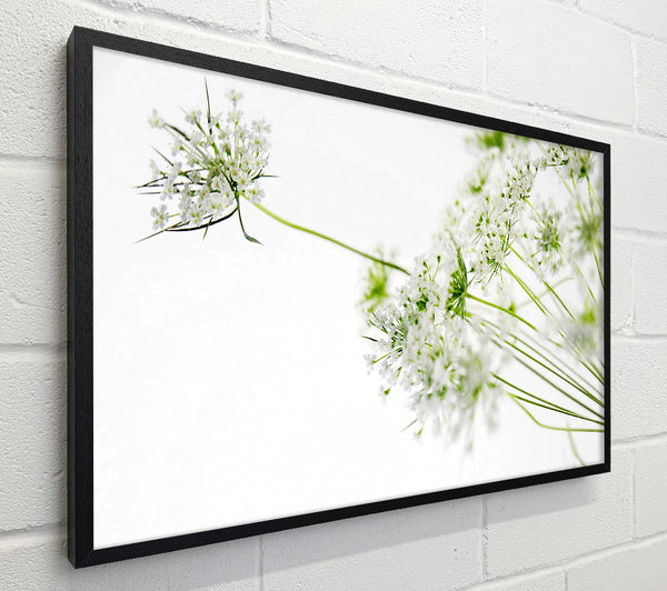 White On White Flowers