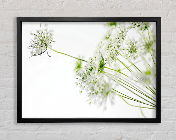 White On White Flowers Framed Print