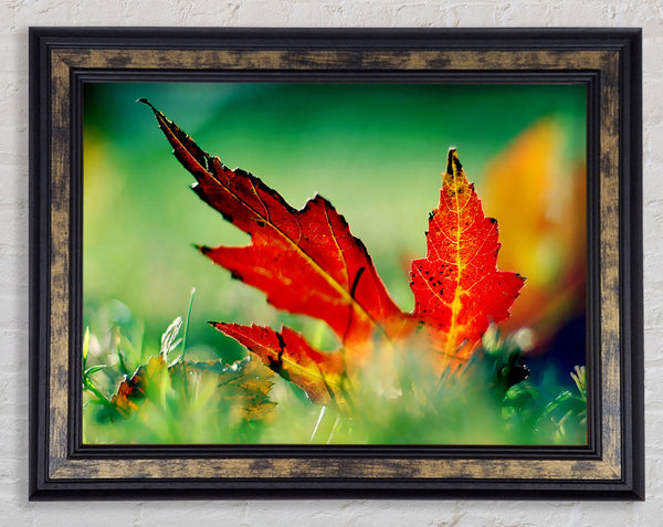 Autumn Red Leave On The Ground Framed Print