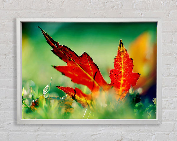 Autumn Red Leave On The Ground Framed Print