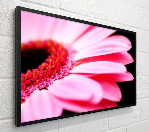 Pink Gerbera Close-Up