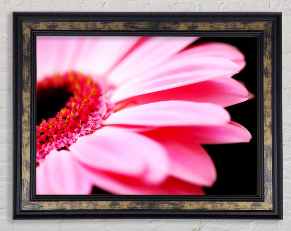 Pink Gerbera Close-Up Framed Print