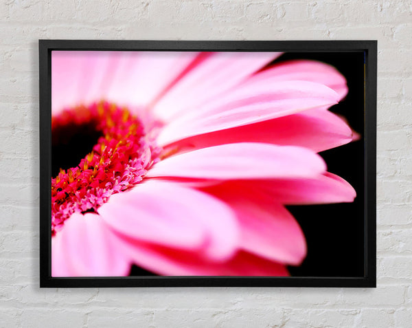 Pink Gerbera Close-Up Framed Print