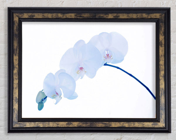 Baby Blue Stem Framed Print