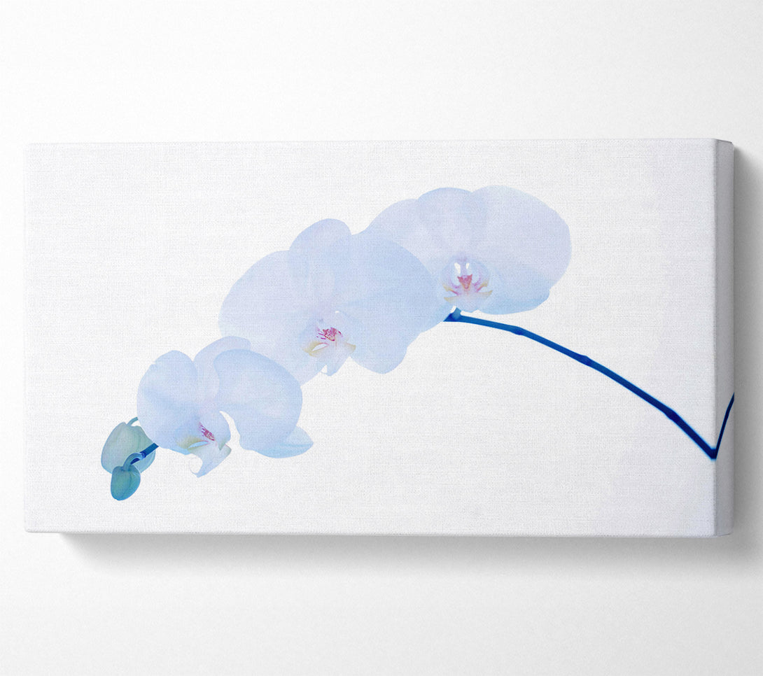  A Canvas Print of Baby Blue Stem Canvas Print