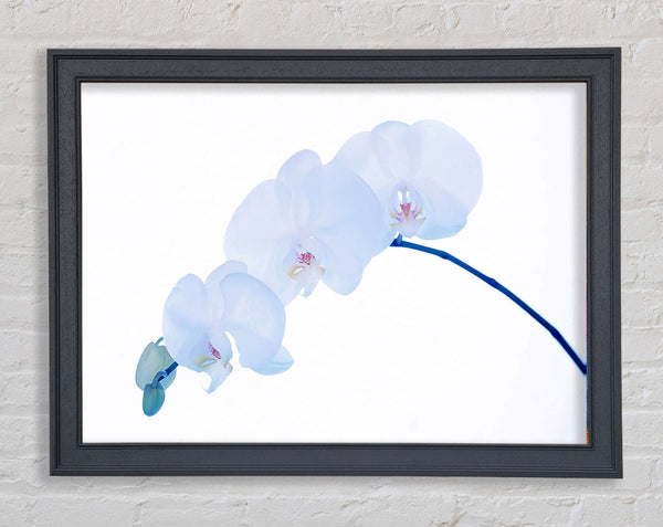 Baby Blue Stem Framed Print