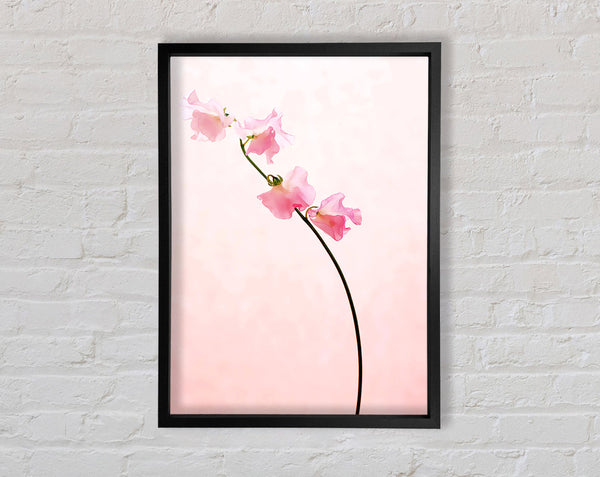 Pink On Pink Framed Print
