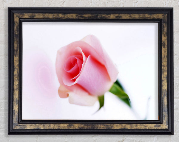 Single Pink Rose Bud Framed Print
