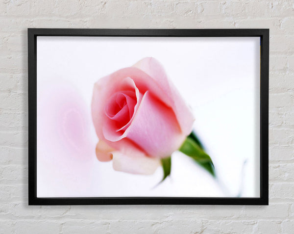 Single Pink Rose Bud Framed Print