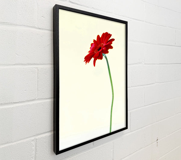Single Red Gerbera