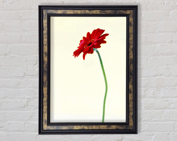 Single Red Gerbera Framed Print