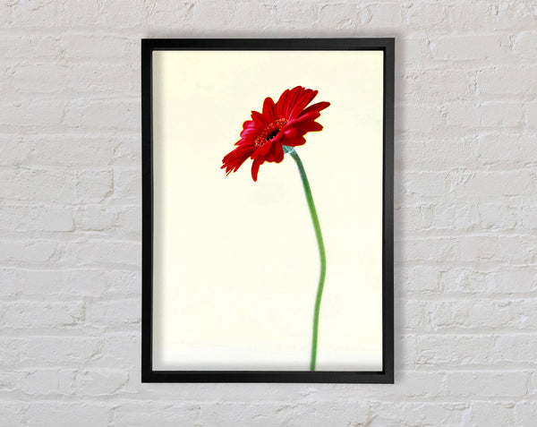 Single Red Gerbera Framed Print
