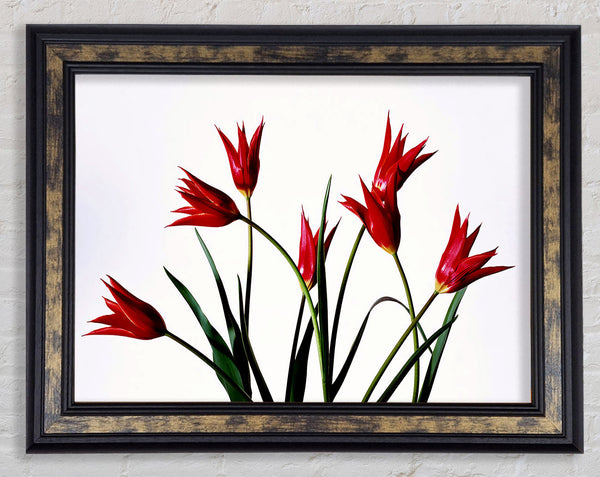 Red Fire Tulip Bouquet Framed Print