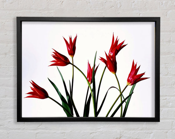 Red Fire Tulip Bouquet Framed Print