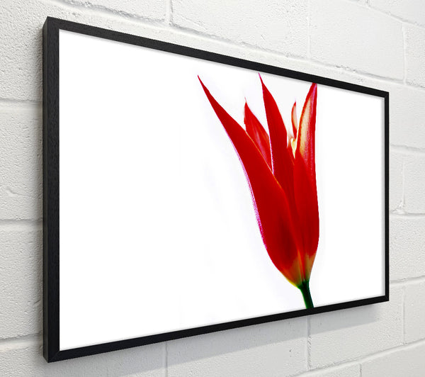 Single Fire Tulip