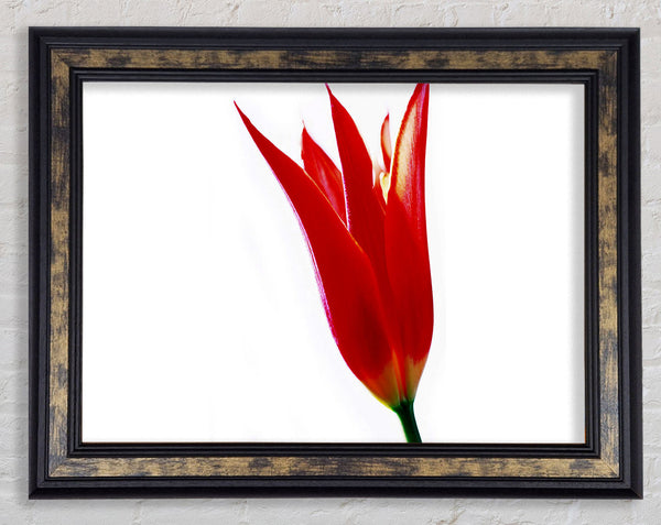 Single Fire Tulip Framed Print