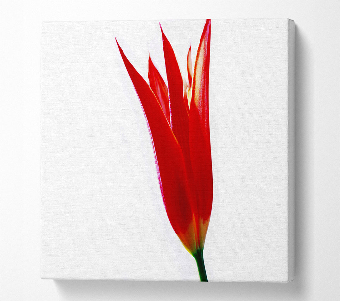  A Canvas Print of Single Fire Tulip Canvas Wall Art