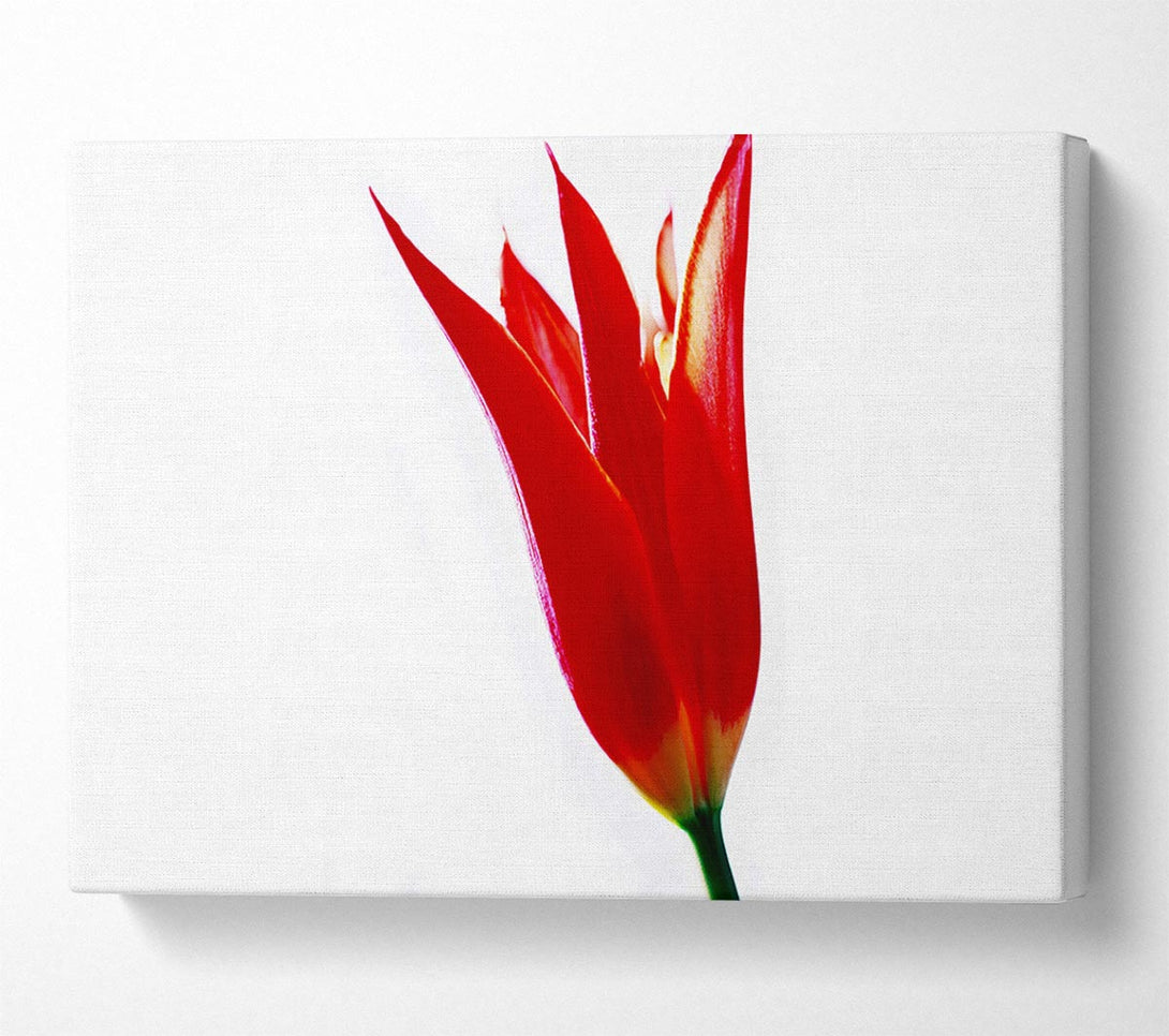  A Canvas Print of Single Fire Tulip Canvas Wall Art
