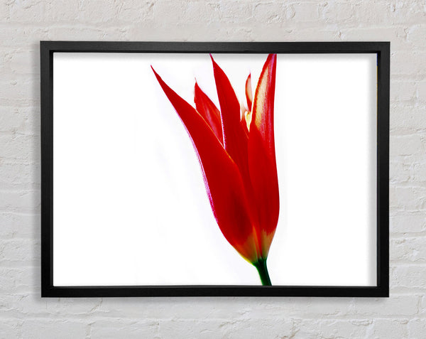 Single Fire Tulip Framed Print