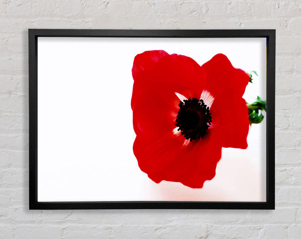 Red Poppy Centre Framed Print