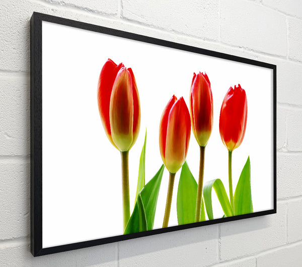 Red Tulip Quads