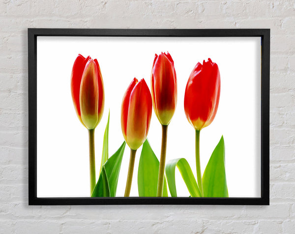 Red Tulip Quads Framed Print
