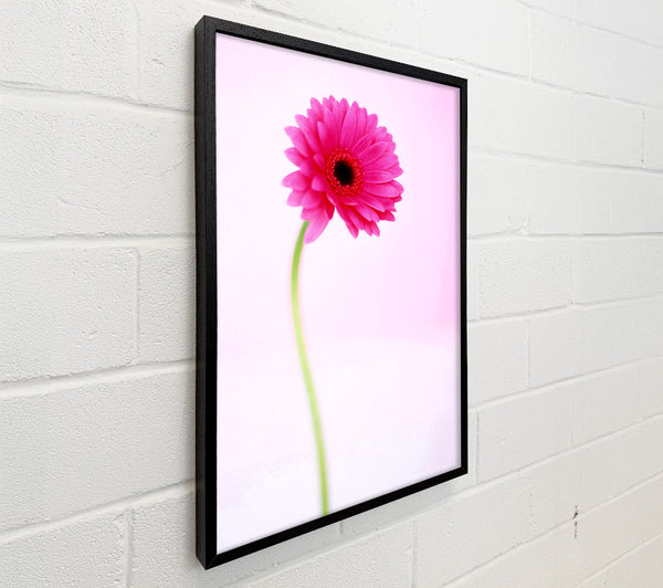 Pink On Pink Gerbera