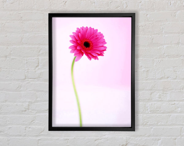 Pink On Pink Gerbera Framed Print