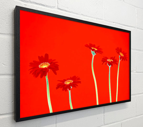 Red Daisies On Orange