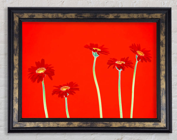 Red Daisies On Orange Framed Print
