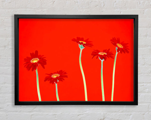 Red Daisies On Orange Framed Print