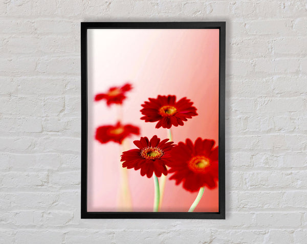 Red Gerberas On Pink Framed Print